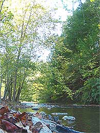Big Creek Cabin Rentals